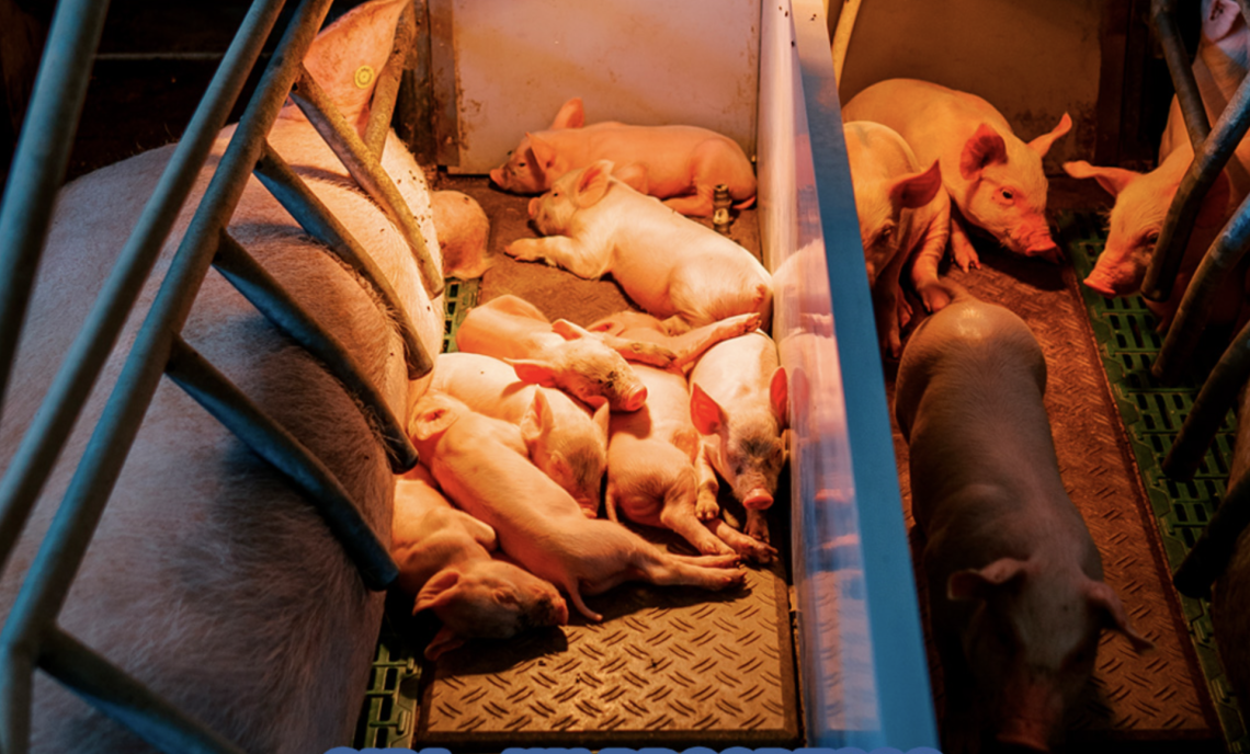 Maiali geneticamente 