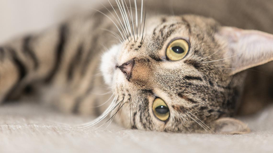 Un divano, un respiro, un miracolo: così il micio è tornato a casa