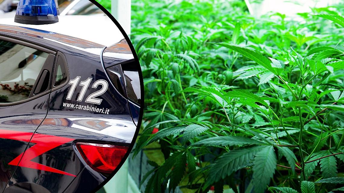 Serre della droga in un casolare: scoperti 135 chili di marijuana, arrestato un 23enne