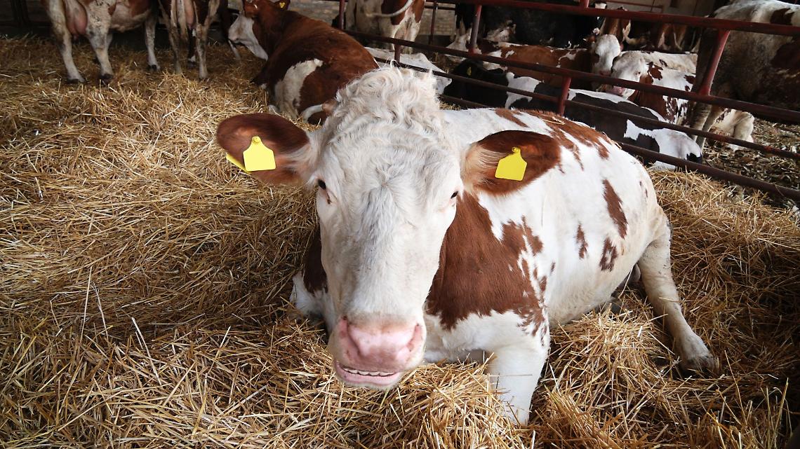 Travolto da una mucca mentre lavora