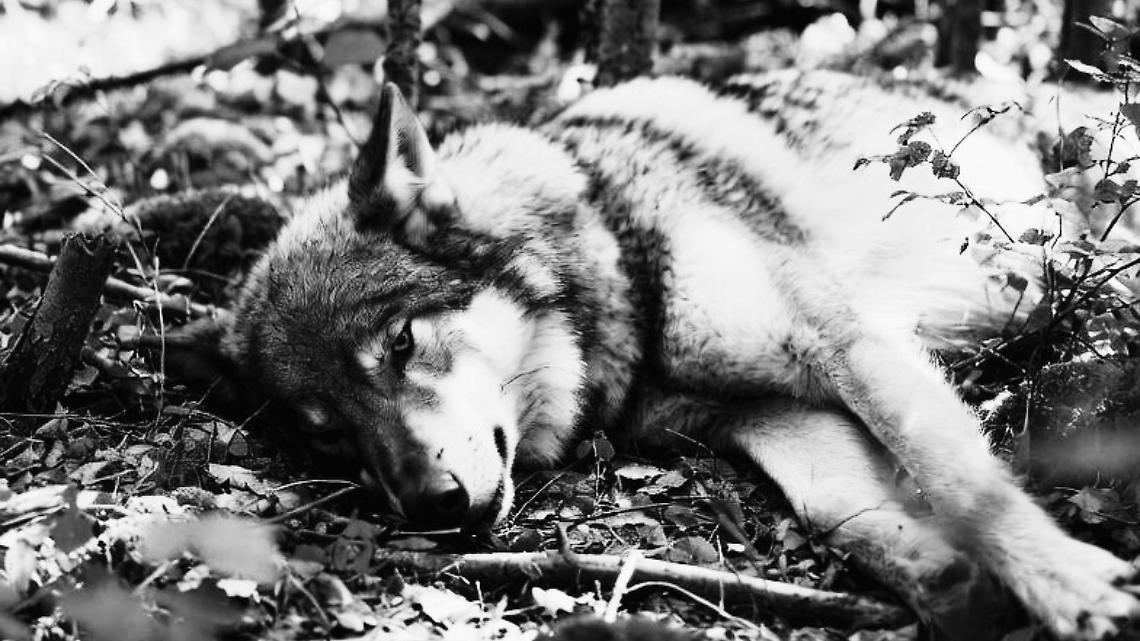 Piemonte, record di lupi morti