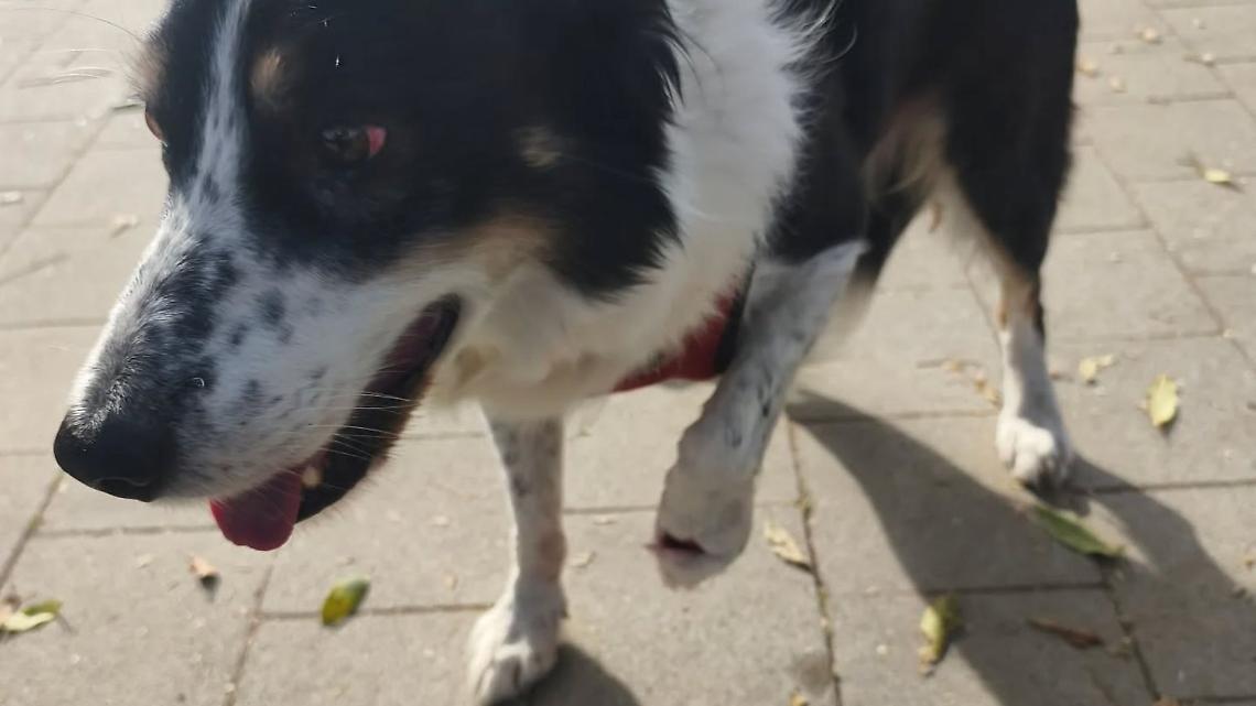 Cane aggredito e ferito