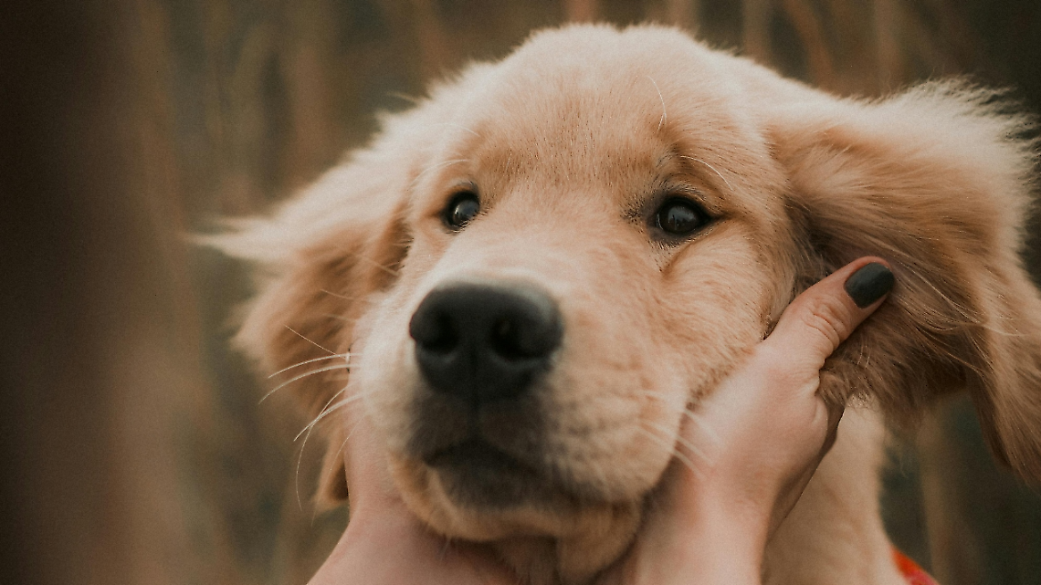 Sorrisi e carezze a quattro zampe: la Pet Therapy entra nelle scuole di San Benigno