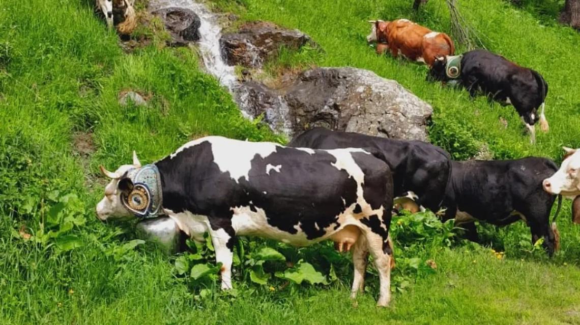 Allevamento nelle Valli di Lanzo