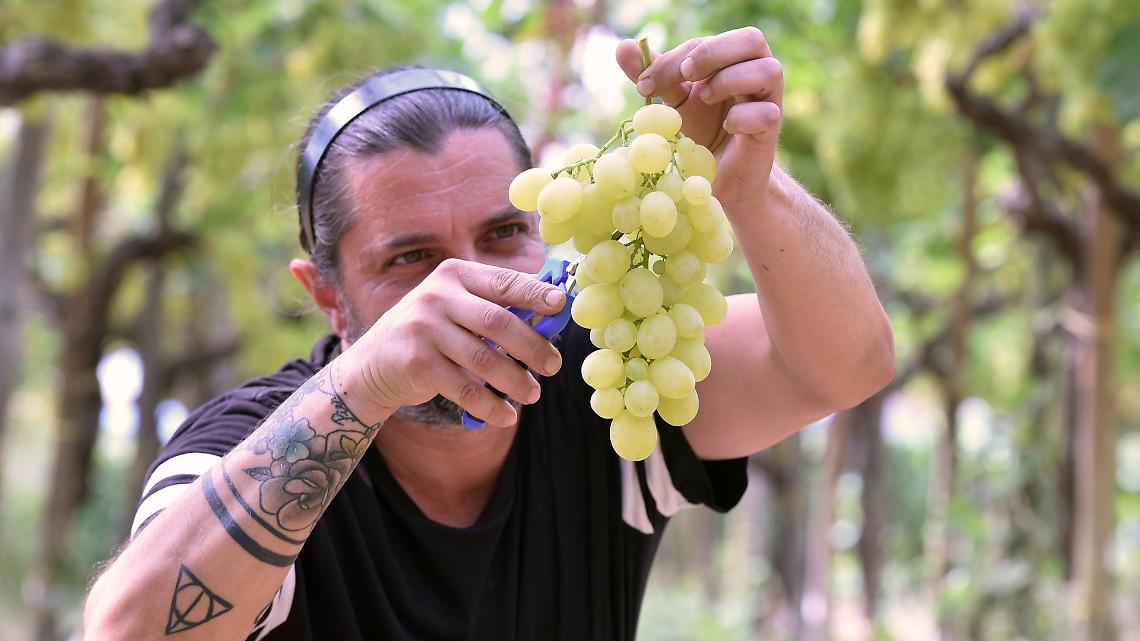 Uva e riso svenduti: la crisi silenziosa dei campi italiani. Dalla Puglia al Vercellese, i contadini lavorano in perdita