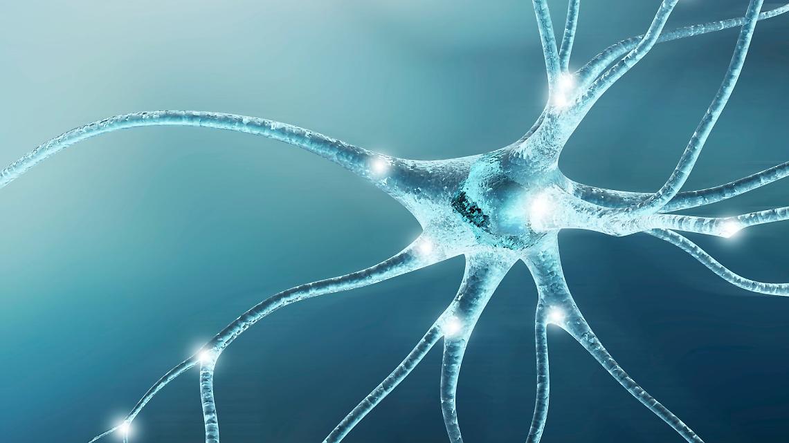 La proteina che “accende” il cervello