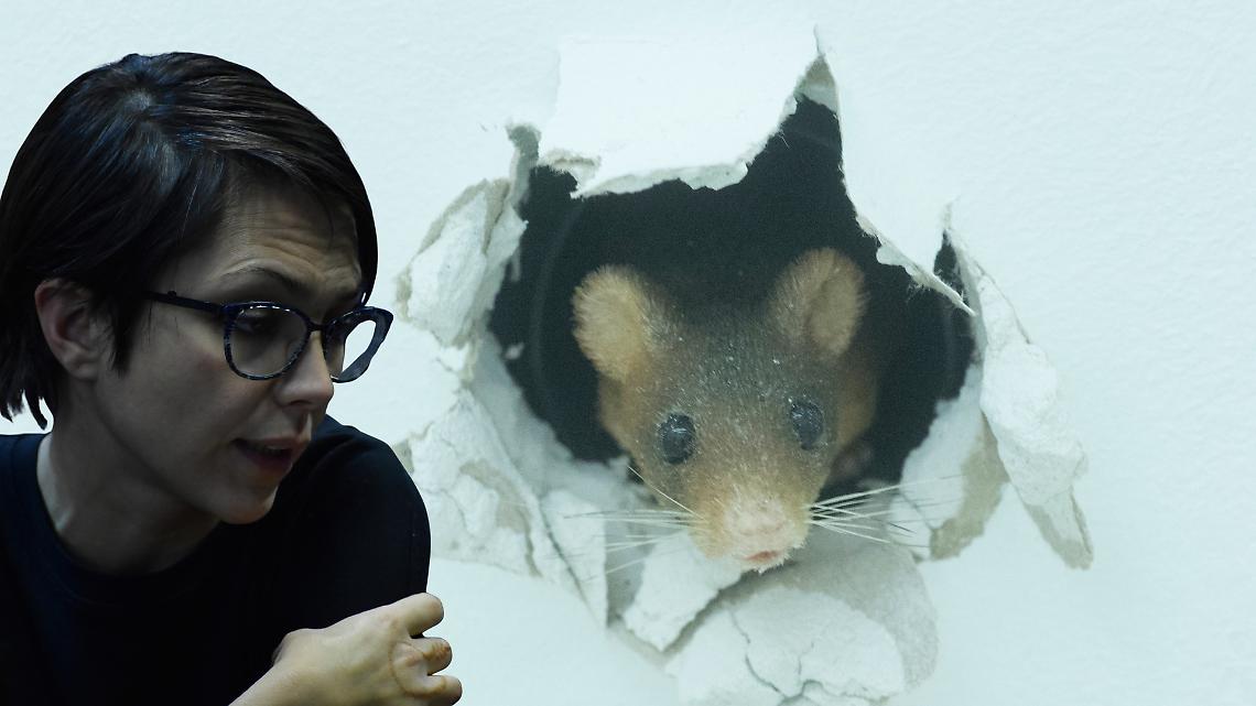 Topi a spasso per Settimo: l’interpellanza che chiede al Comune ciò che il Comune dovrebbe già sapere