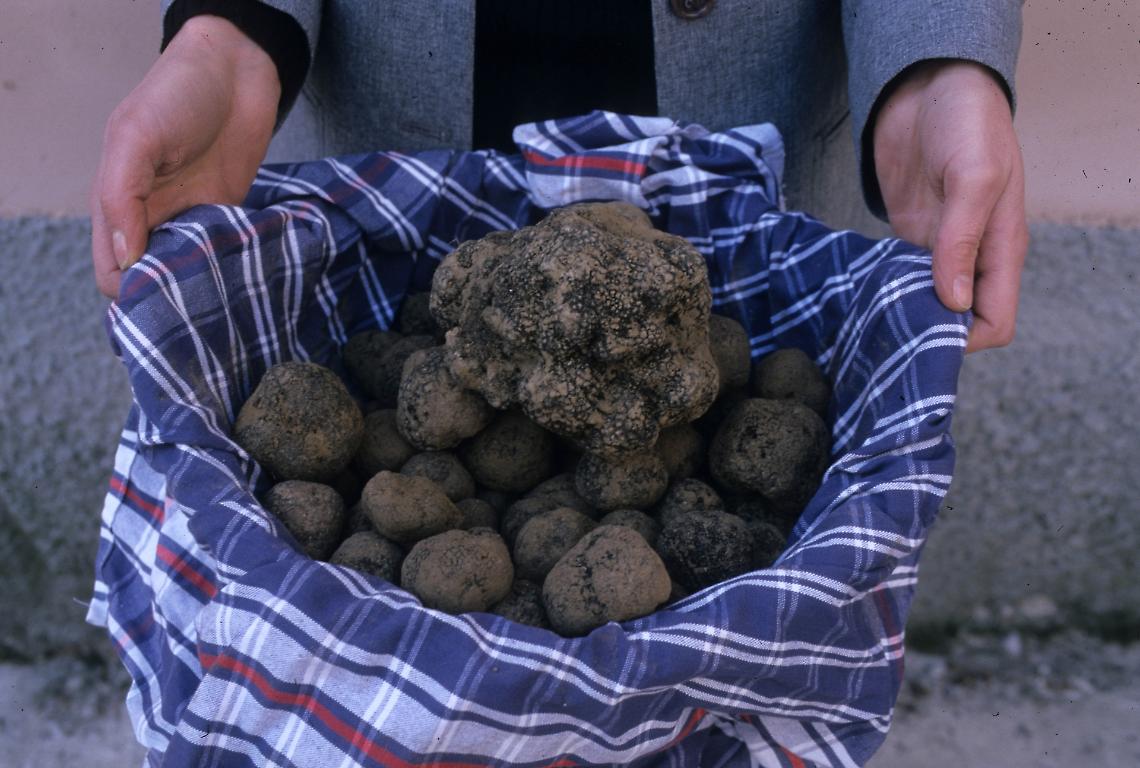 Ma lo sapevi che Chivasso è terra di tartufi?