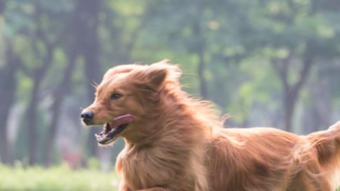 Cedimento del cancello dell'area cani a Borgaro: la minoranza chiede chiarezza sulla manutenzione