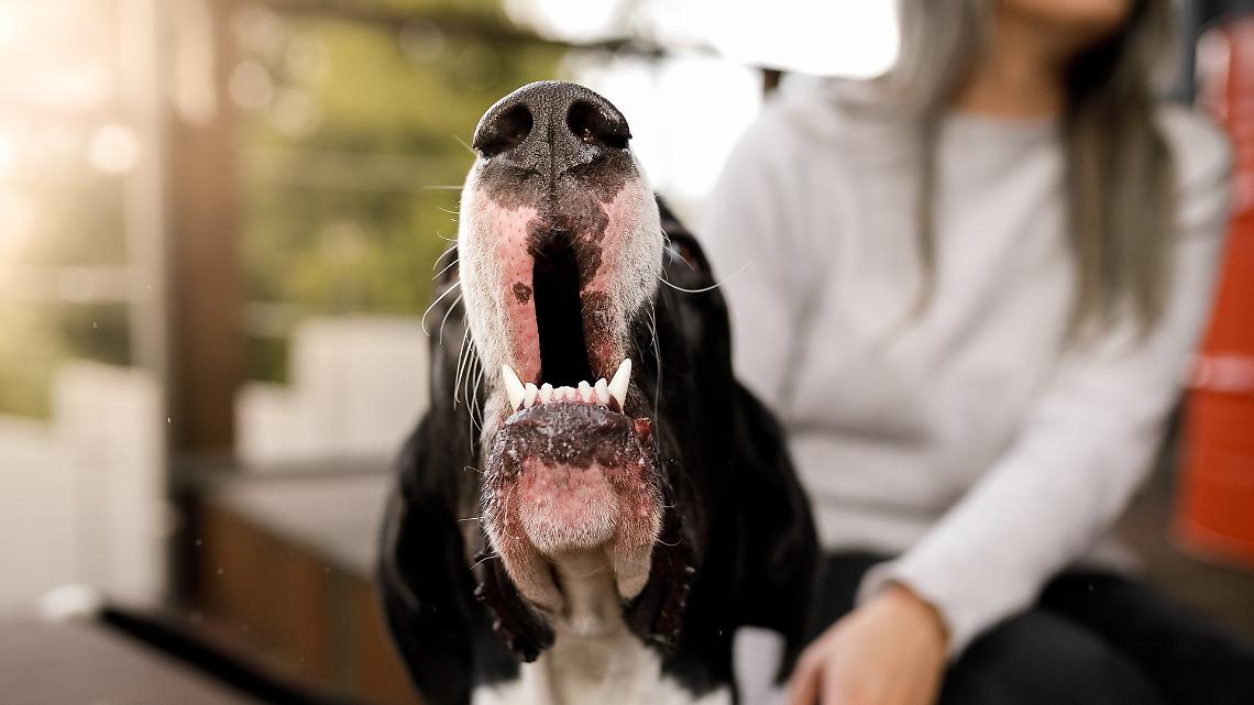 Il cane del vicino abbaia giorno e notte: quando il disturbo diventa un caso legale
