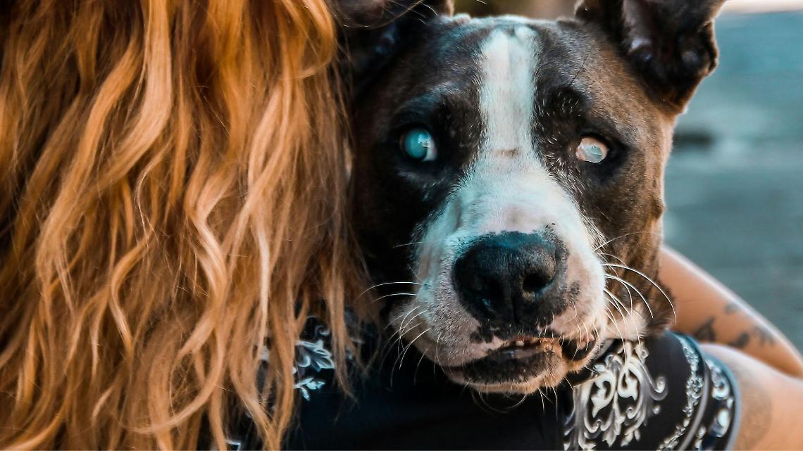 Neonata morta ad Acerra, l’autopsia cambia tutto: esclusa la frattura del collo. Fatale la "stretta" del pitbull