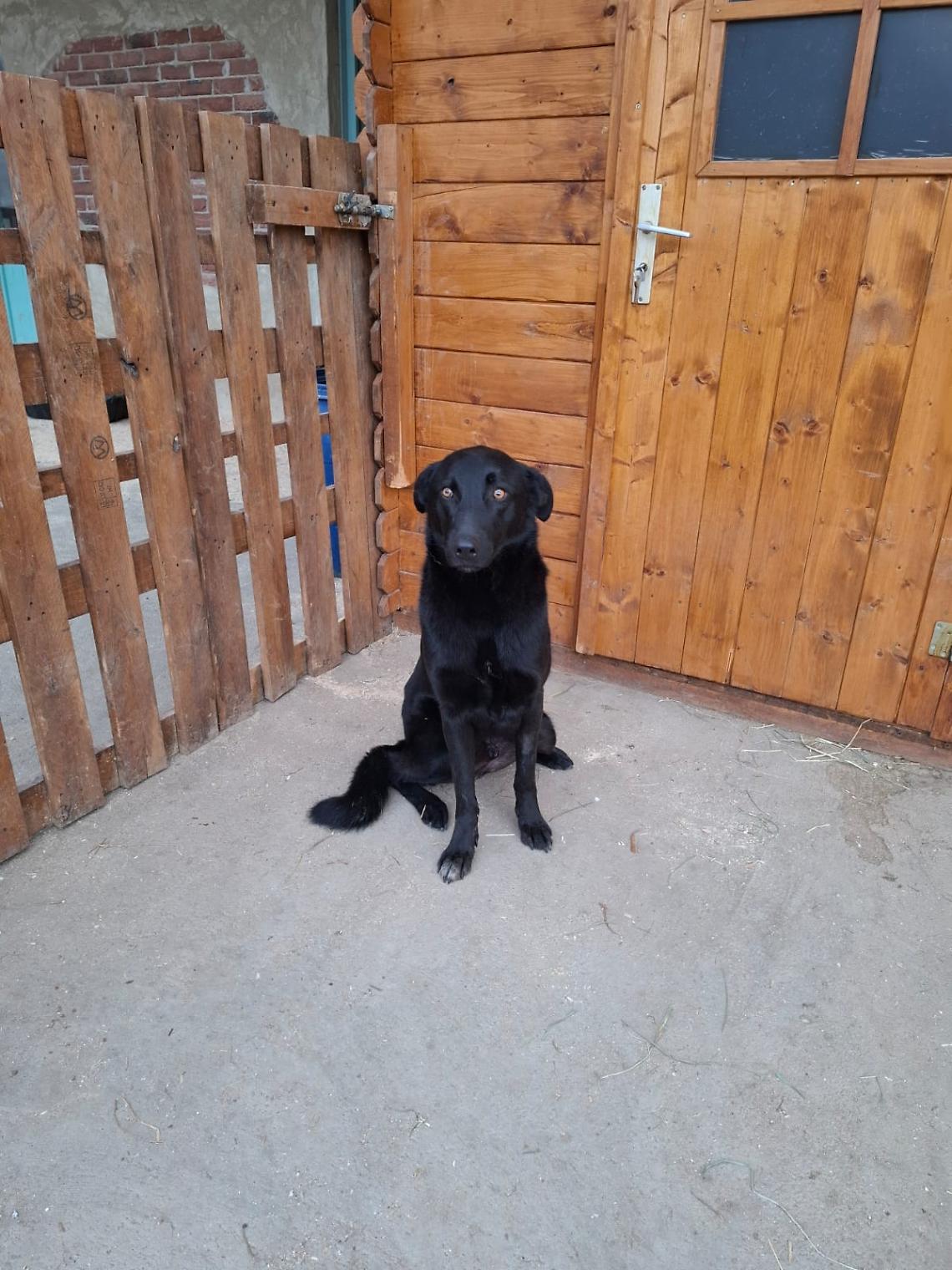 Abbandonato e ferito, Zorro rinasce tra le mani di chi non ha voltato lo sguardo