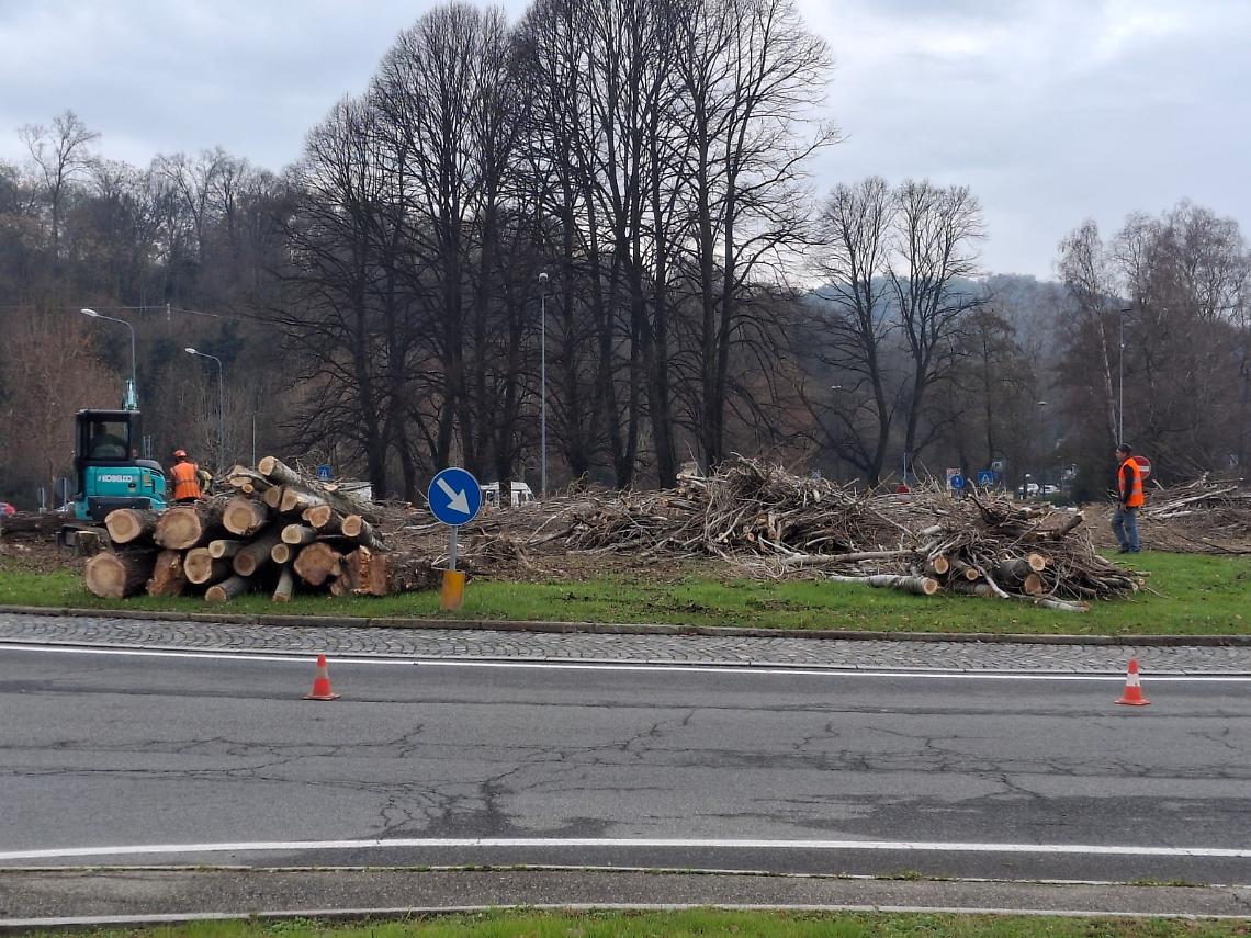 Mazza vuole abbattere i pioppi cipressini della rotonda "olivettiana", Cieol furioso: "E' un delitto!"