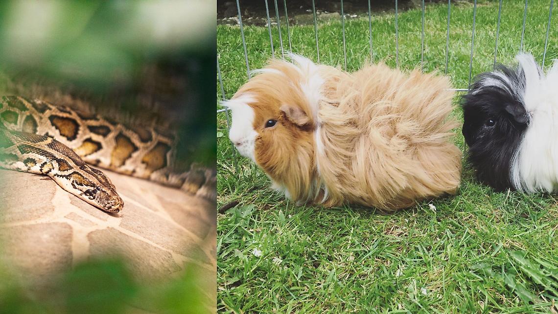 Pitone reale all'area giochi