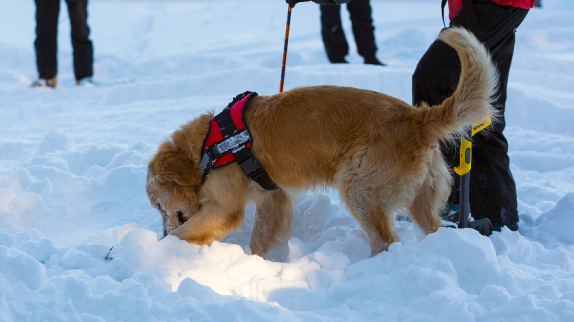 Valanghe, dal 6 dicembre cani e conduttori sempre in turno nelle basi piemontesi dell’elisoccorso