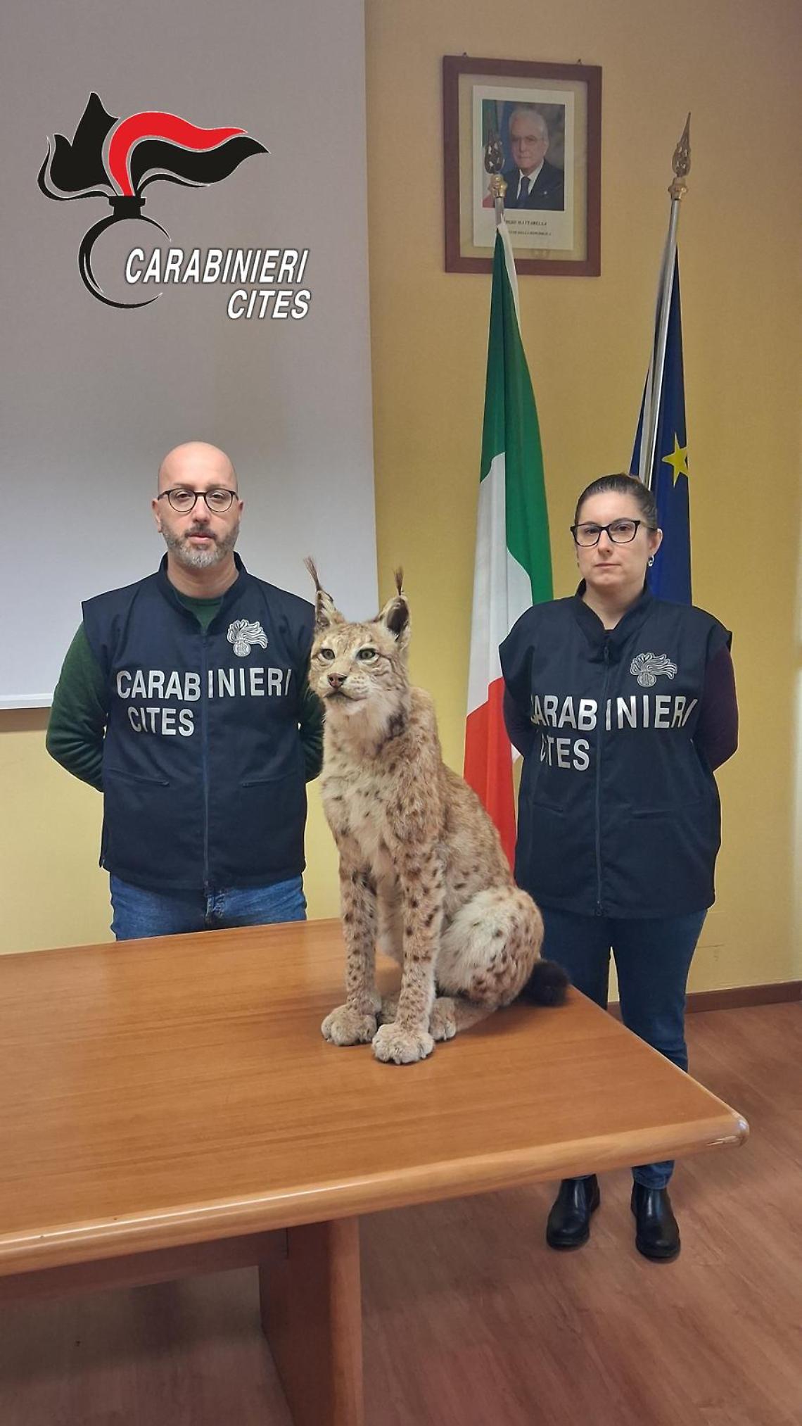 I Carabinieri Cites di Torino sequestrano una lince imbalsamata senza documentazione