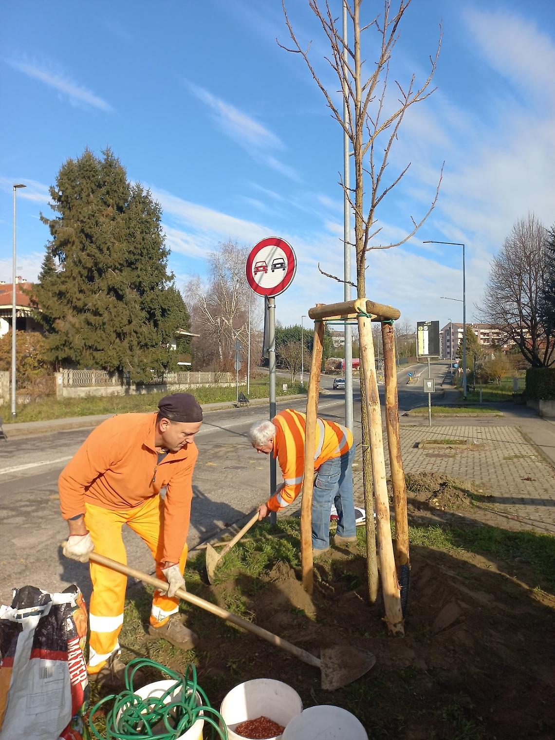 San Mauro pianta nuovi alberi, tra buone intenzioni e una manutenzione incerta