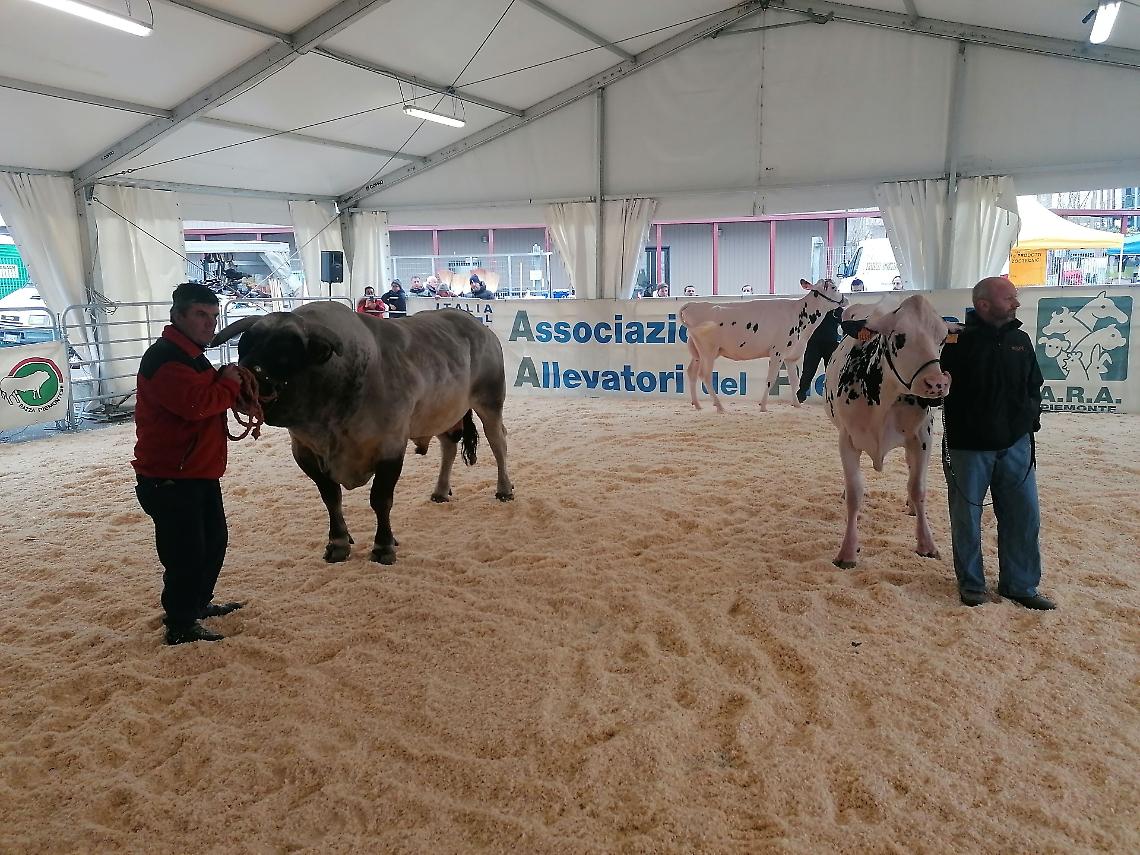 Carmagnola celebra le sue eccellenze: bovini di razza Piemontese, Giora e Porro Lungo Dolce
