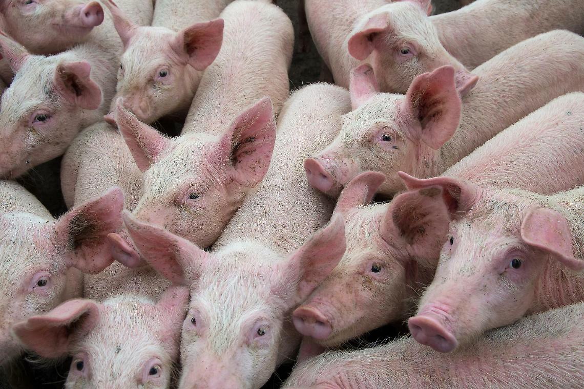 Barcellona zona rossa: la peste suina africana chiude il Collserola e mette a rischio miliardi di export