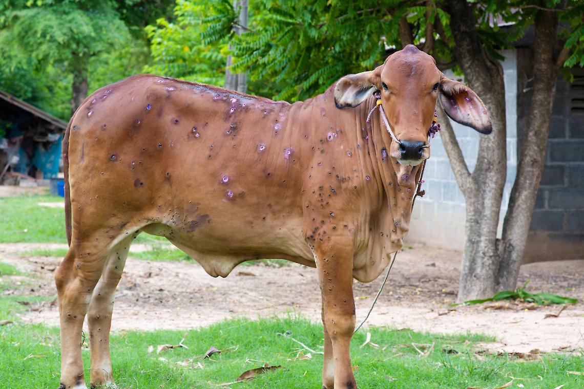 Epidemia bovina in Francia. Disastro per gli allevatori. Autostrada bloccata contro gli abbattimenti di massa
