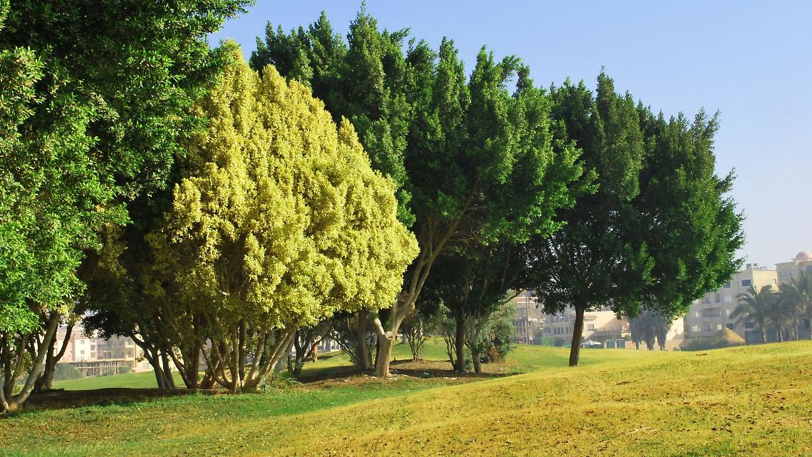 Arriva la Carta arborea