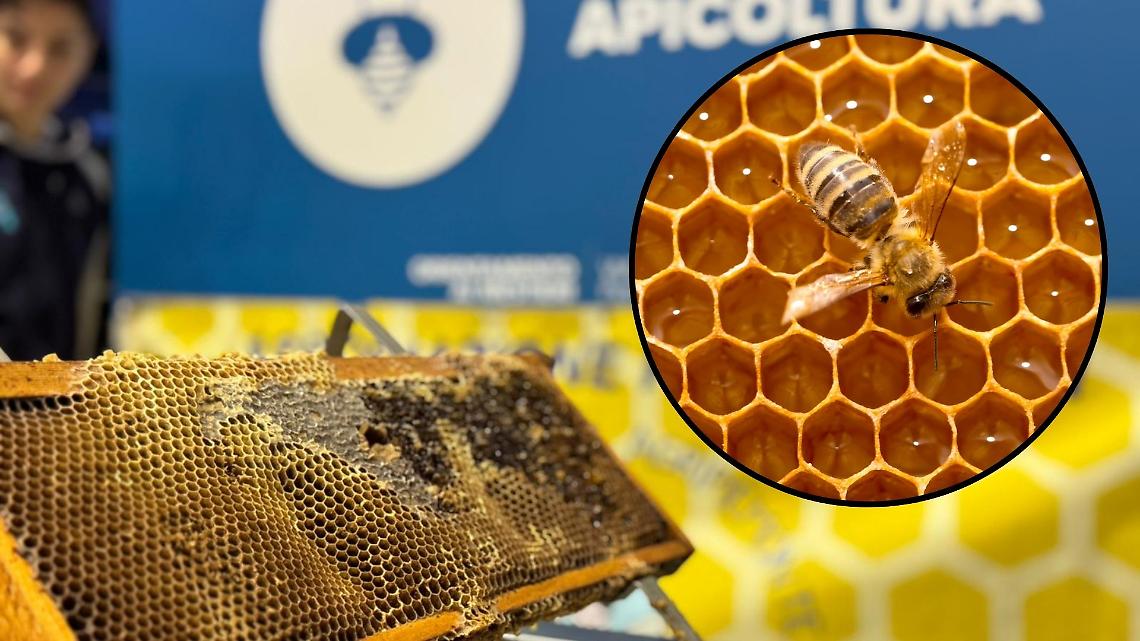 Api a scuola, soldi veri: la Regione investe 100 mila euro per educare (davvero) all&rsquo;ambiente