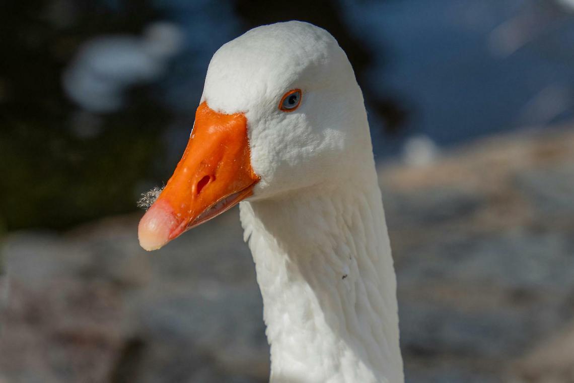 Influenza aviaria nel Canavese: positiva un&rsquo;oca tra Ciri&egrave; e Rivarolo