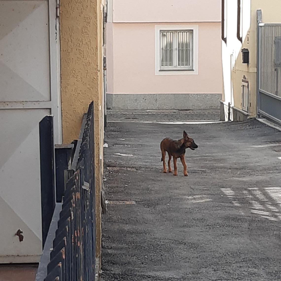 Pastore Belga Malinois