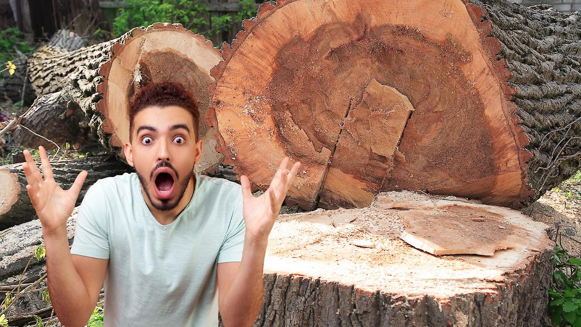 Alberi abbattuti nel cortile