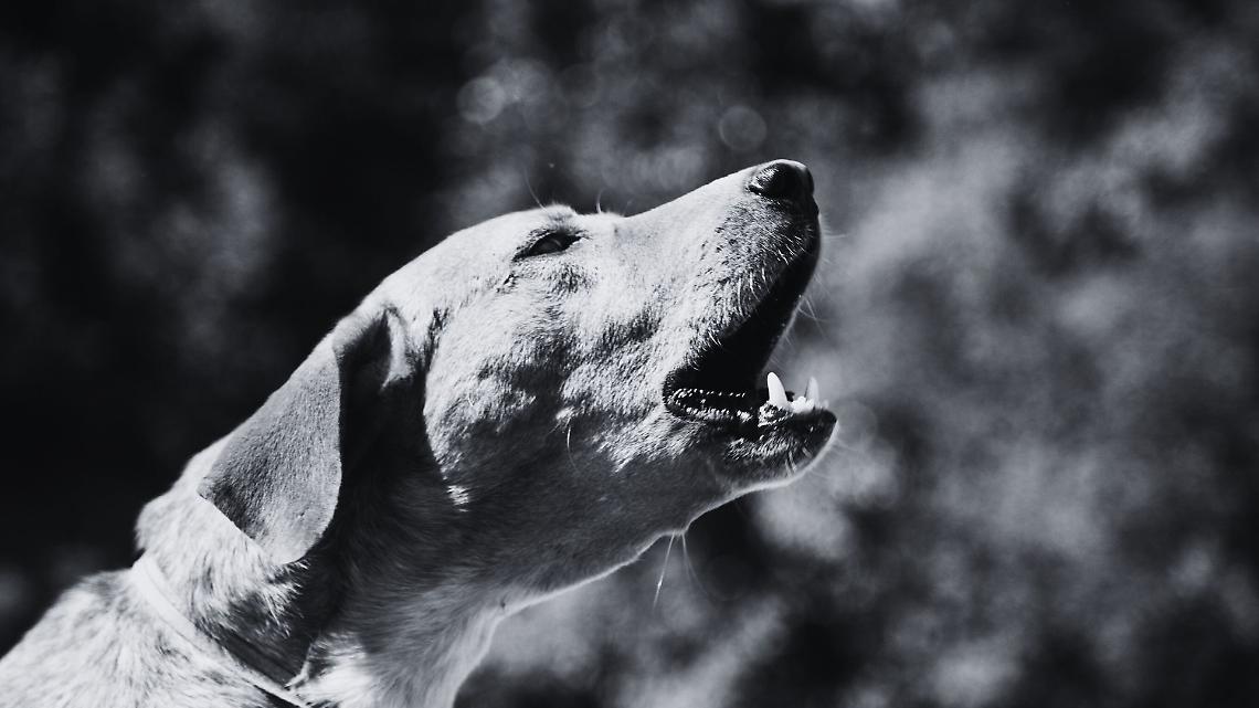 Accoltella la vicina