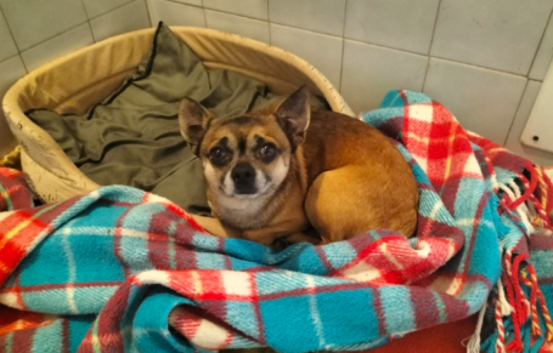 Il cane ritrovato in frazione Santa Lucia a Cuorgn&eacute;