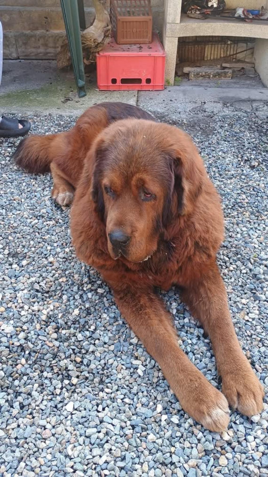 Aron, il mastino tibetano scomparso tra Cigliano e Tronzano: l&rsquo;appello che unisce le campagne