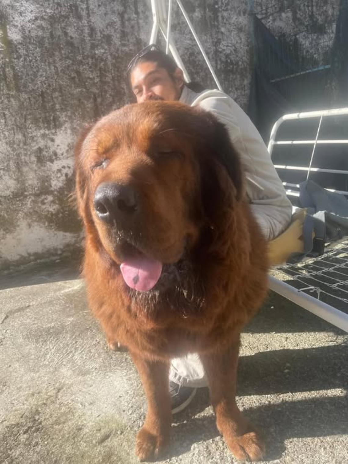 Caccia ad Aron: la comunit&agrave; si mobilita tra Tronzano Vercellese e Chivasso