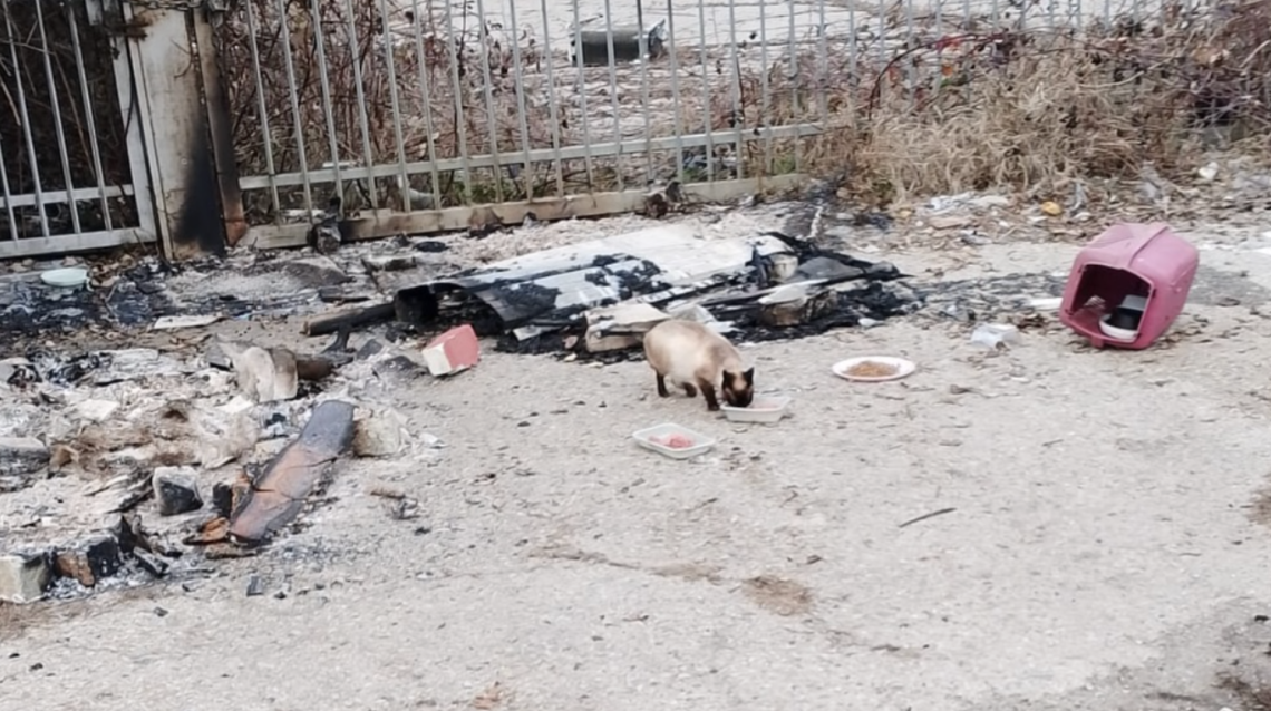 Colonia felina in cenere a Nichelino: tra dolore, indagini e una comunit&agrave; che si rialza