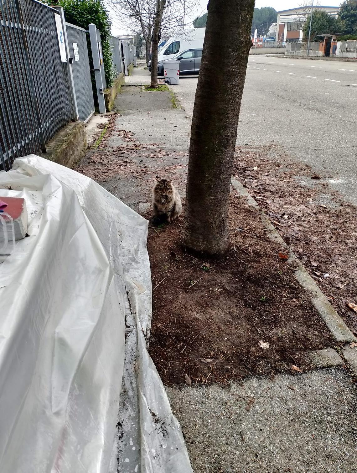 A Capodanno hanno dato fuoco al gattile e mancano all'appello una decina di gatti...