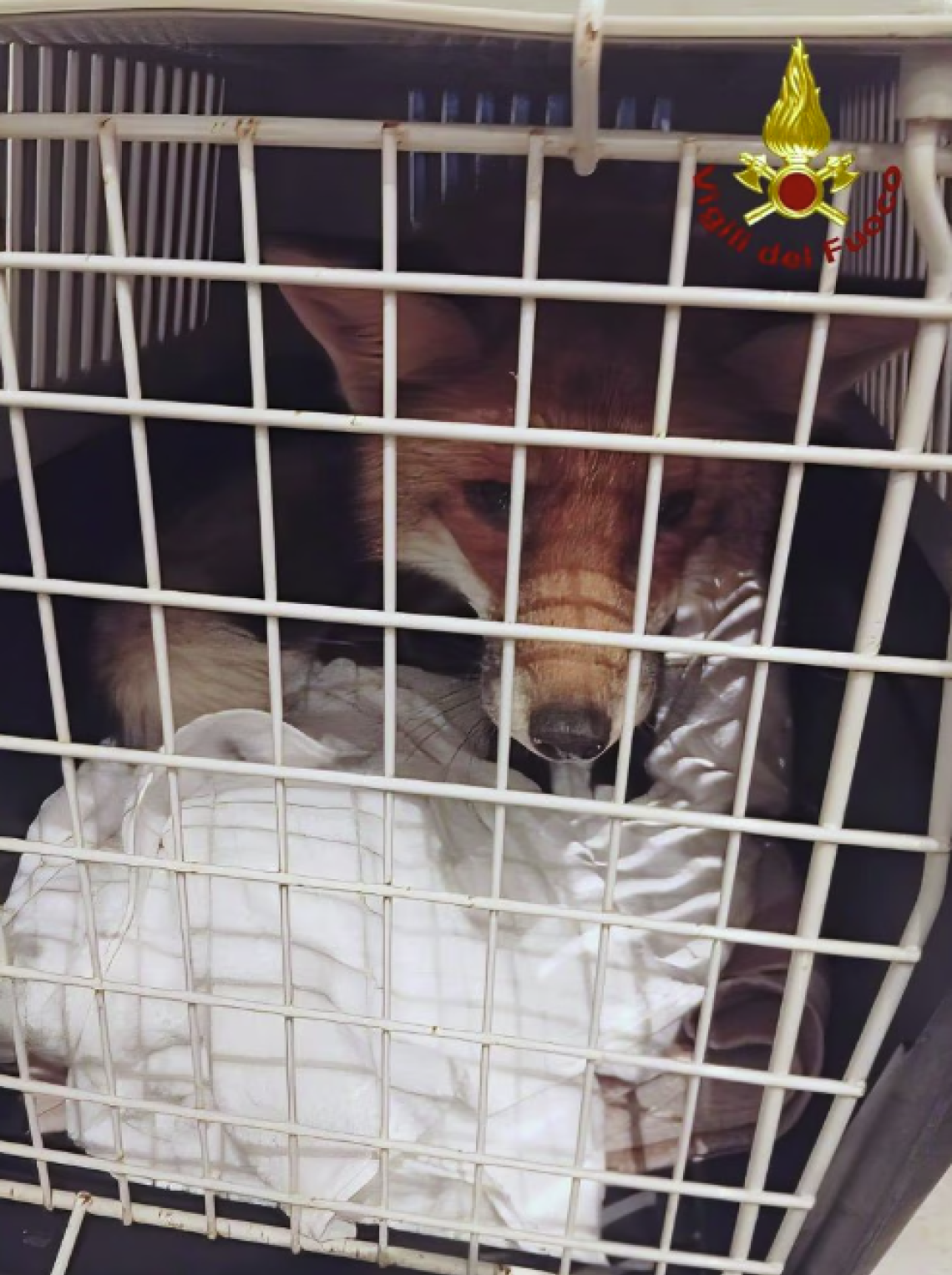 Volpe ferita entra nel negozio: salvata dai vigili del fuoco