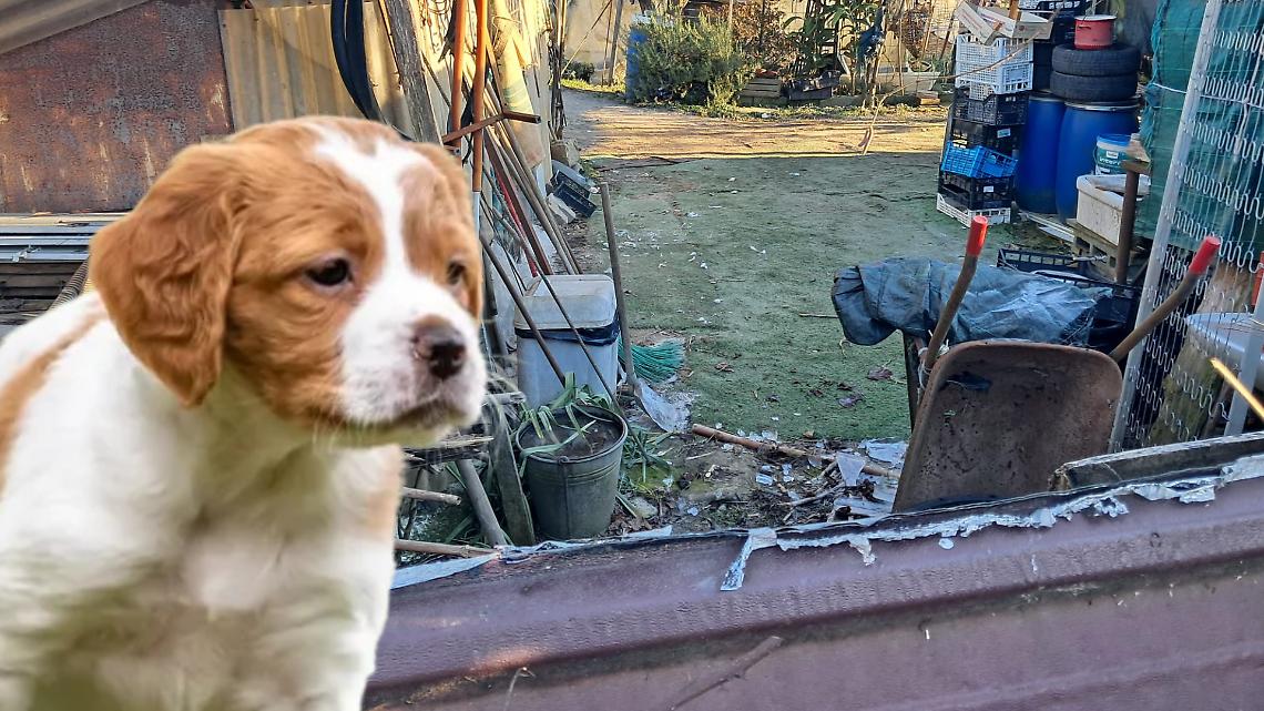 Chiudere un cucciolo in gabbia non &egrave; &ldquo;regolare&rdquo;. &Egrave; crudelt&agrave;. E lui piange. Piange tutta la notte