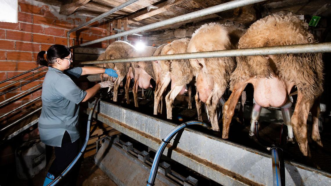 Crisi del latte in Piemonte, Confagricoltura lancia l&rsquo;allarme