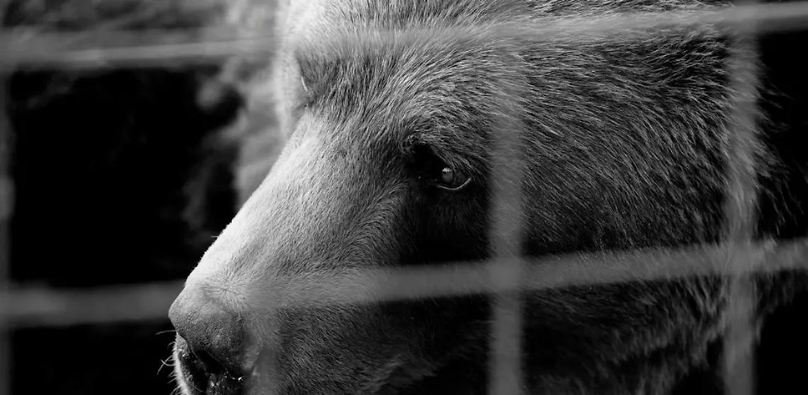 Allevamenti di orsi da bile