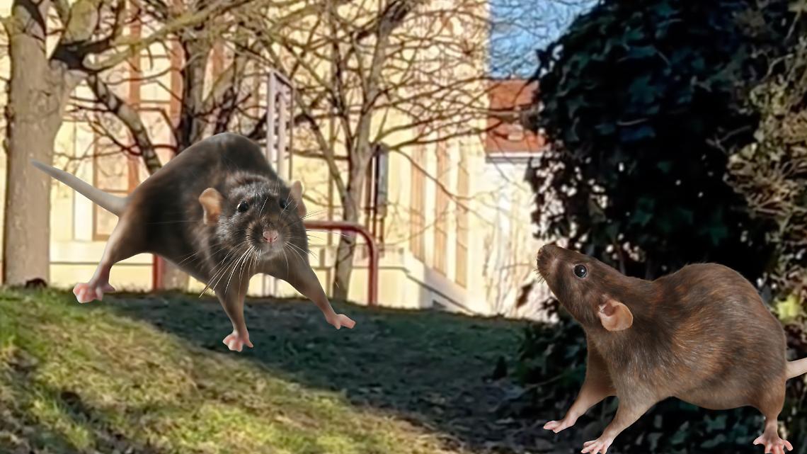 Ivrea, i topi ringraziano: i giardini pubblici finiscono su Facebook