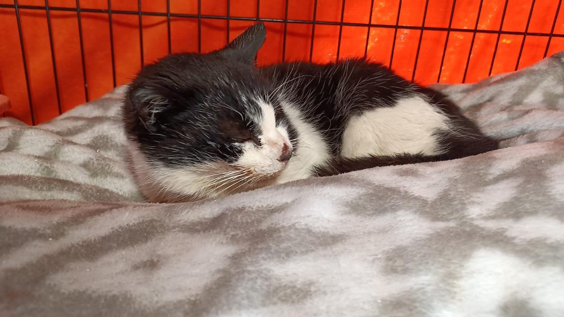 La gattina del cimitero di Ivrea &egrave; malata: IVY e quella richiesta d&rsquo;aiuto che non pu&ograve; restare inascoltata