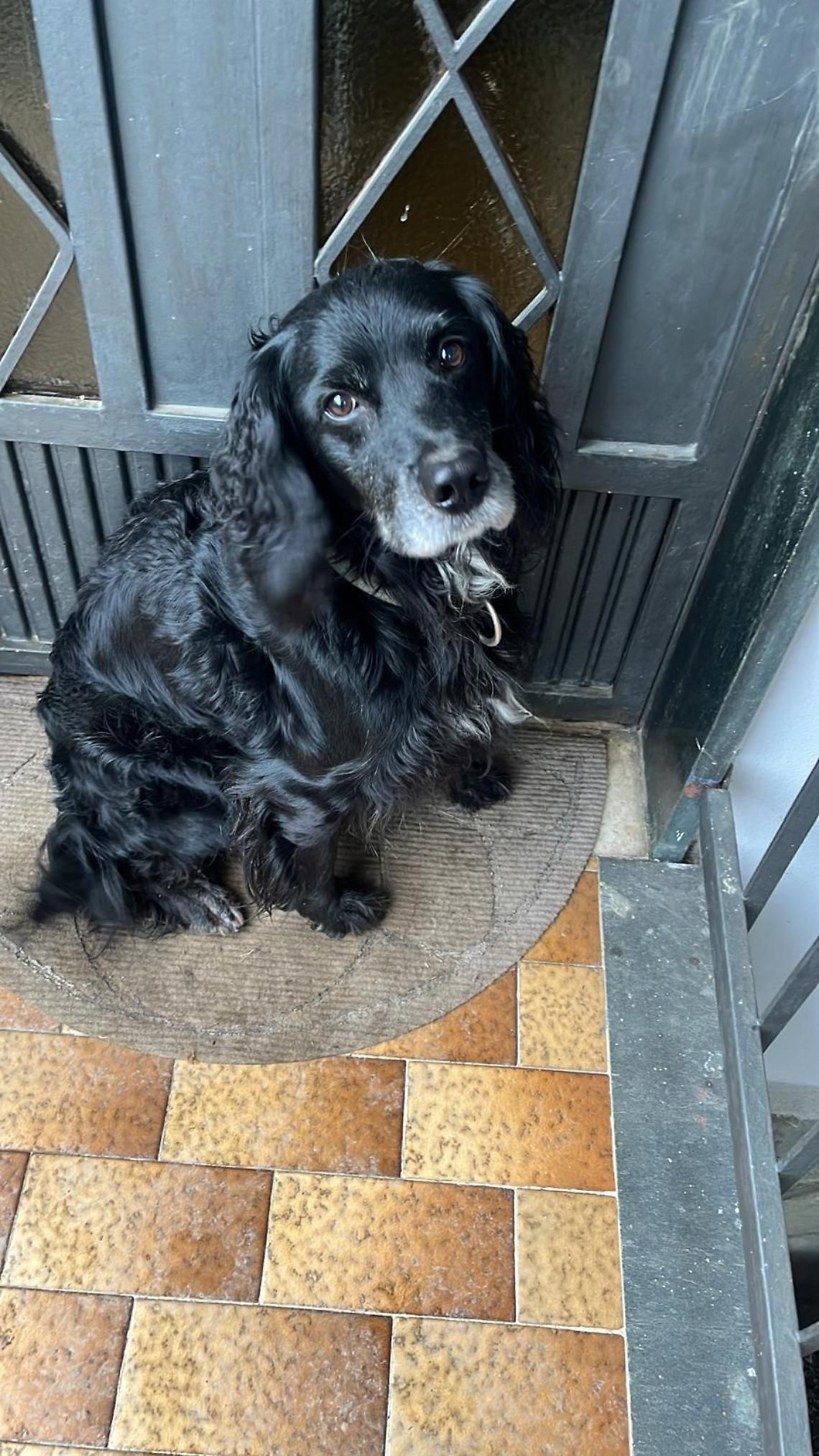 La proprietaria di questo cagnolino &egrave; purtroppo mancata a 60 anni.