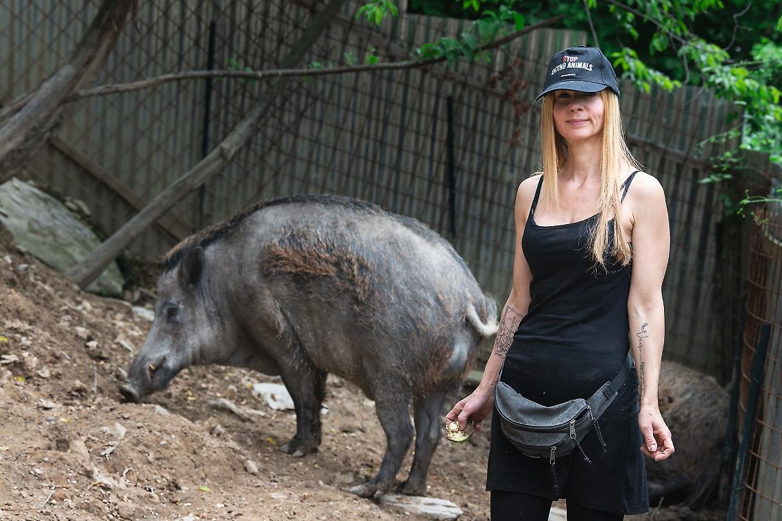 Cinghiali salvi: il TAR dice no all&rsquo;abbattimento di Naso e Rosino