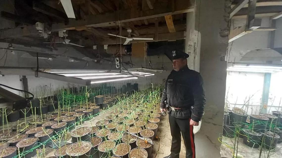 Cascinale-fabbrica della cannabis a Balzola, sequestrata centrale con 1.800 piante: tre arresti