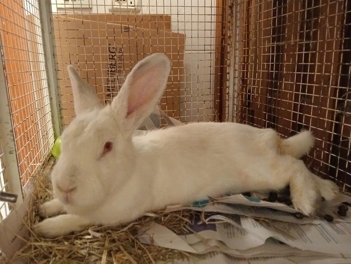 Falanghina, la coniglietta che ha imparato a fidarsi di nuovo