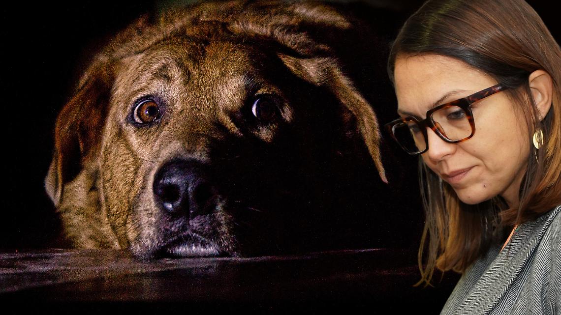 A Settimo cani senz'acqua che vivono tra le proprie feci. Cacciatore denunciato. Sindaca assente