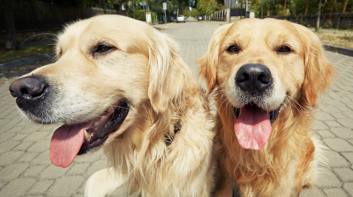 NON CANCELLARELa zuffa tra cani finisce con botte, insulti e minacce nei confronti di una ragazza: a Ivrea parte il processo