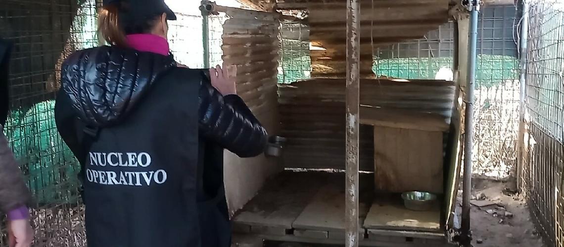 Altri cani prigionieri negli orti urbani a Settimo Torinese. Senz'acqua e tra le feci. Maltrattati nel silenzio generale