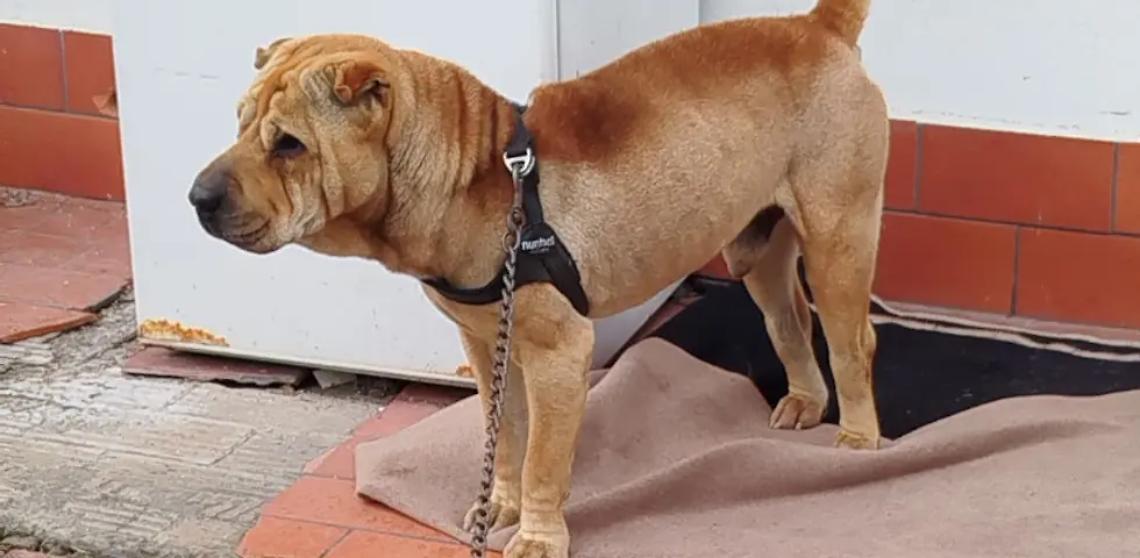 Shar-Pei tenuto a catena e in gravi condizioni di salute