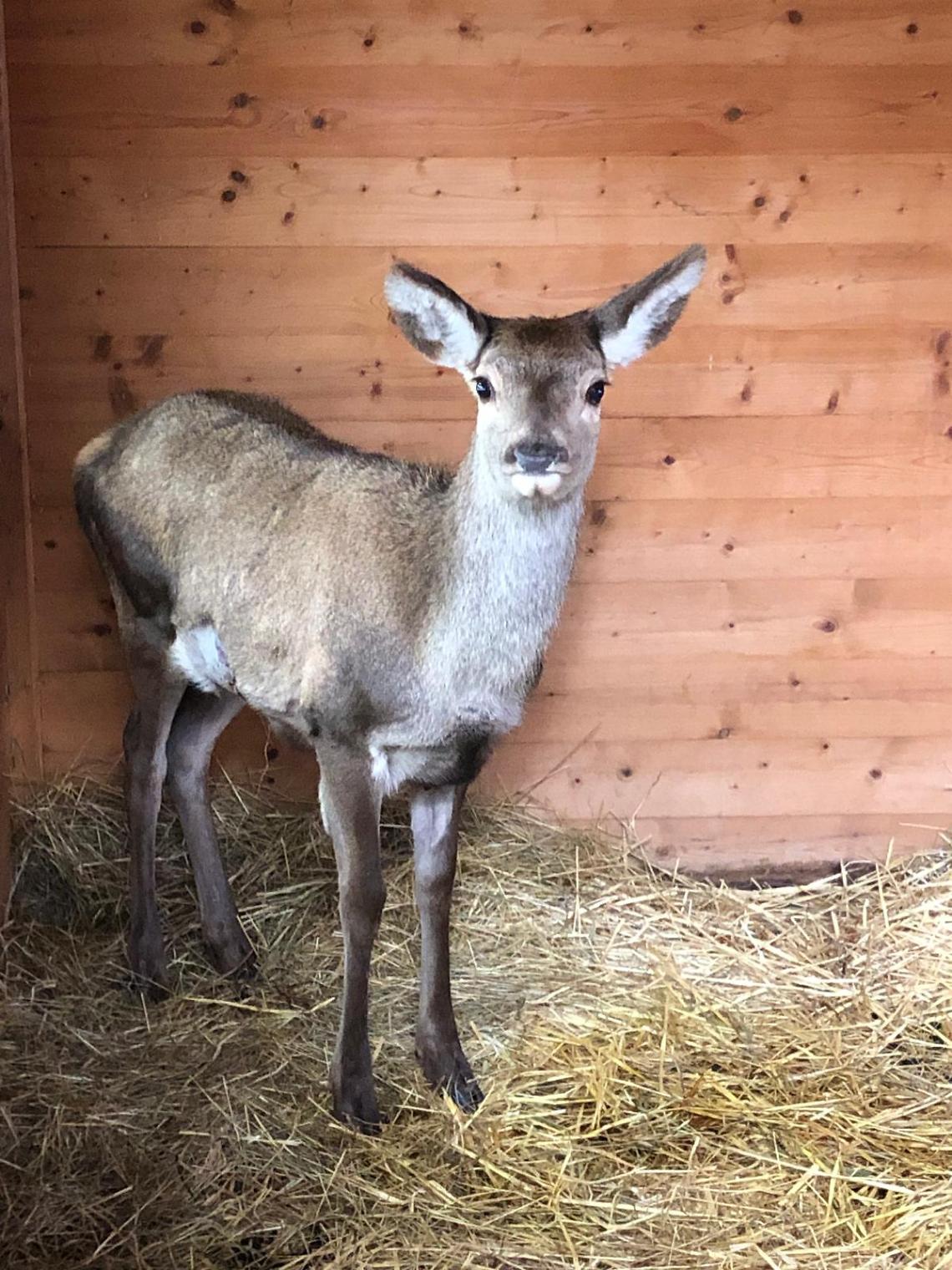 Dal cortile ai boschi di Bardonecchia: un cervo ferito torna libero grazie al progetto &ldquo;Salviamoli insieme&rdquo;